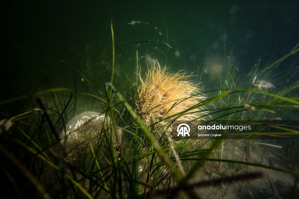 Mucilage Awareness Event at Gulf of Gemlik