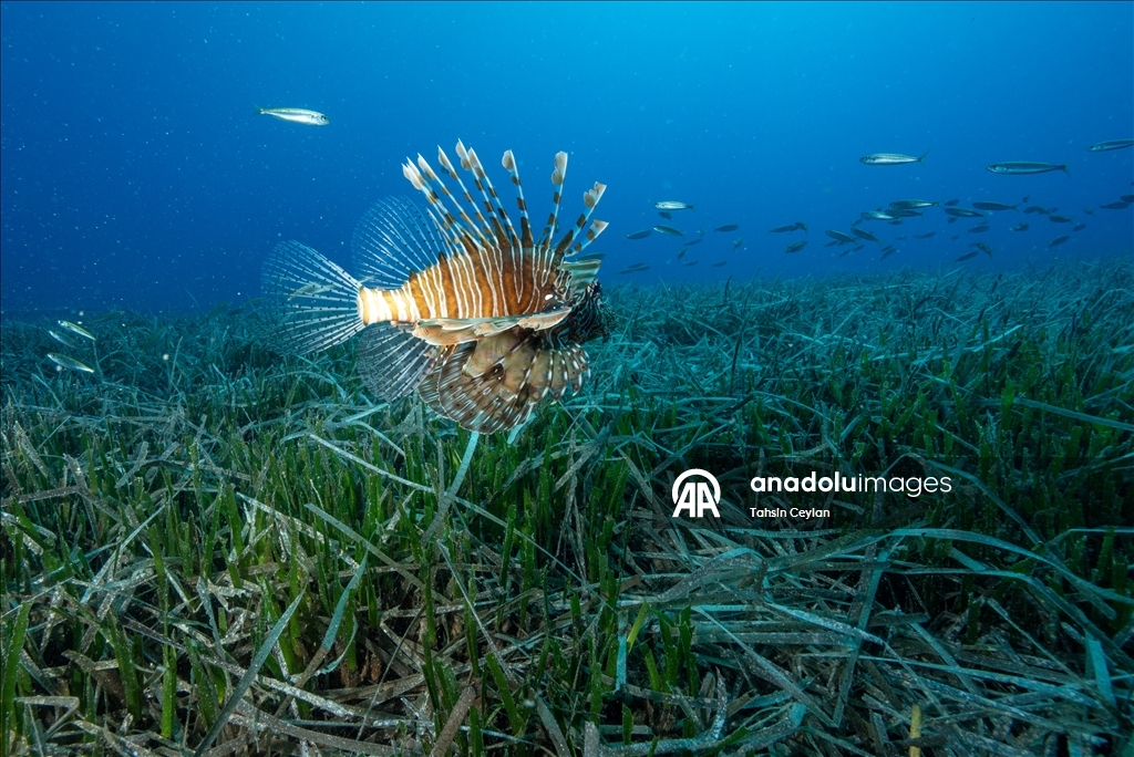 Инвазивные виды из Красного моря зафиксированы у побережья Антальи