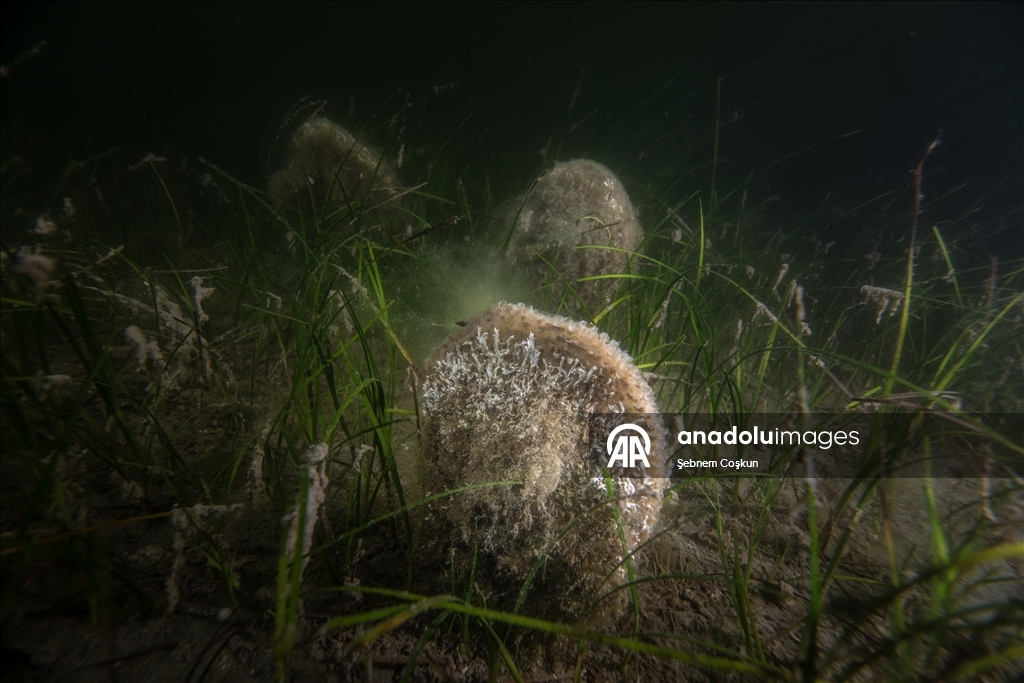 Mucilage Awareness Event at Gulf of Gemlik