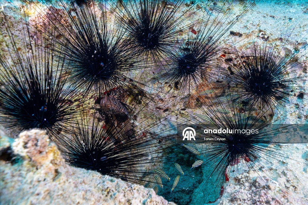 Инвазивные виды из Красного моря зафиксированы у побережья Антальи