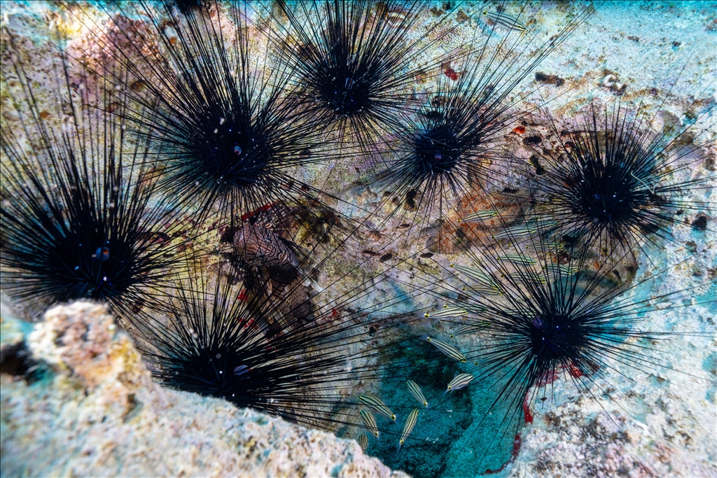 Invasive Red Sea species spotted expanding in waters off Antalya