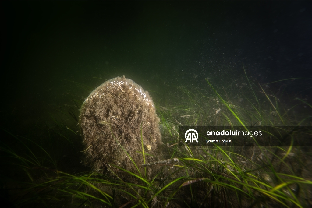 Mucilage Awareness Event at Gulf of Gemlik