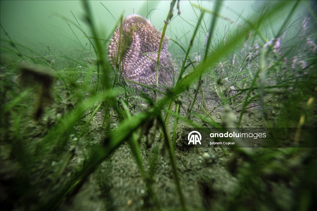Mucilage Awareness Event at Gulf of Gemlik