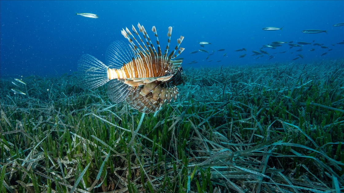 Antalya'da Kızıldeniz göçmeni istilacı türlerin yayılımı görüntülendi