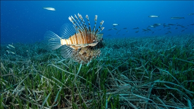 Antalya'da Kızıldeniz göçmeni istilacı türlerin yayılımı görüntülendi