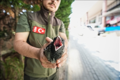 بنعيق النجدة.. غربان تستغيث لإنقاذ أحد أفراد سربها بورصة التركية