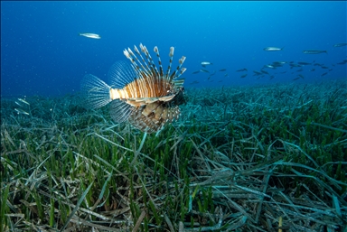 Invasive Red Sea species spotted expanding in waters off Antalya