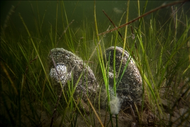 Mucilage Awareness Event at Gulf of Gemlik