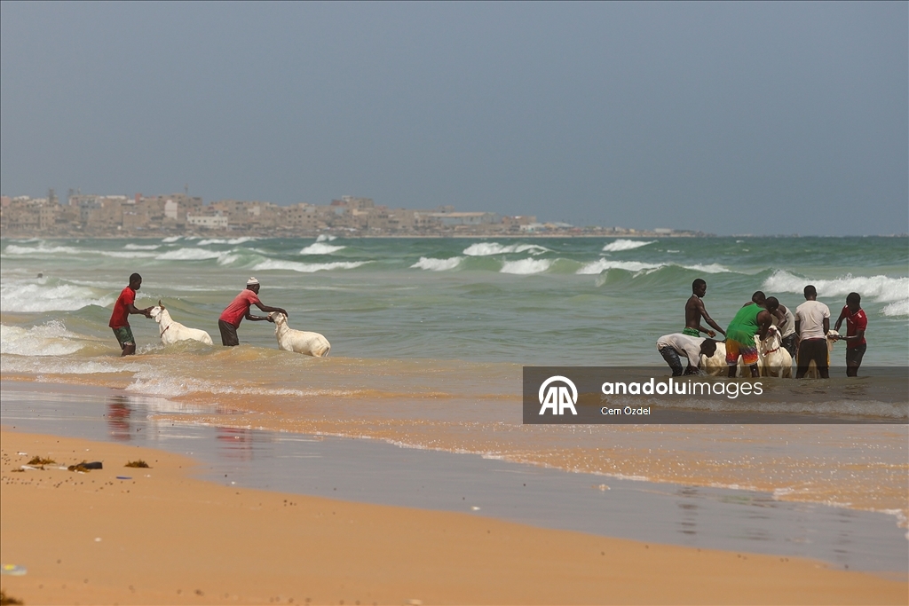 Senegal'de kurbanlıklar bayrama okyanusta yıkanarak hazırlanıyor