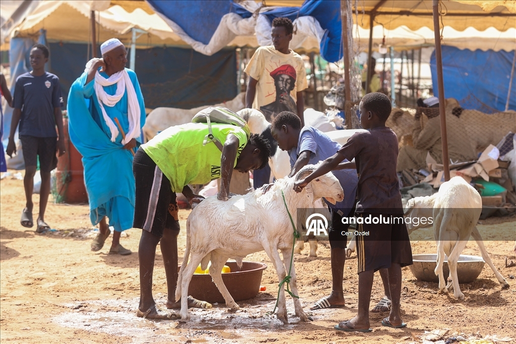 Senegal'de kurbanlıklar bayrama okyanusta yıkanarak hazırlanıyor