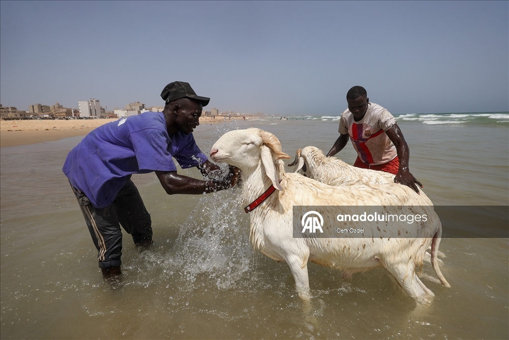 Senegal'de kurbanlıklar bayrama okyanusta yıkanarak hazırlanıyor