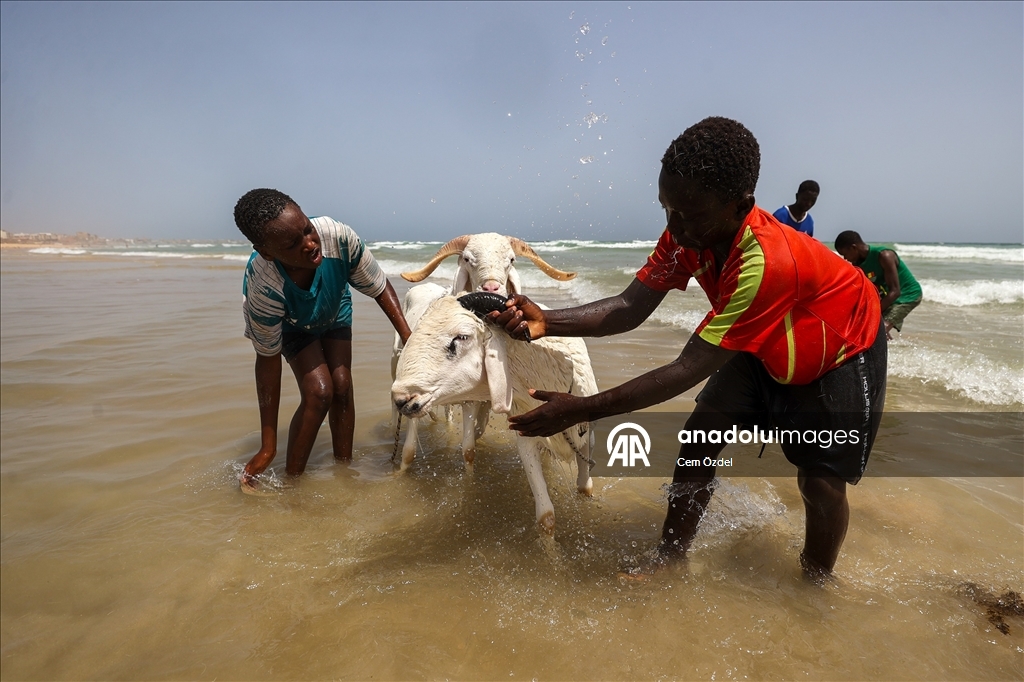 Senegal'de kurbanlıklar bayrama okyanusta yıkanarak hazırlanıyor