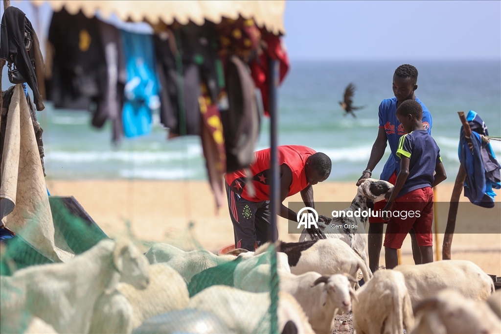 Senegal'de kurbanlıklar bayrama okyanusta yıkanarak hazırlanıyor