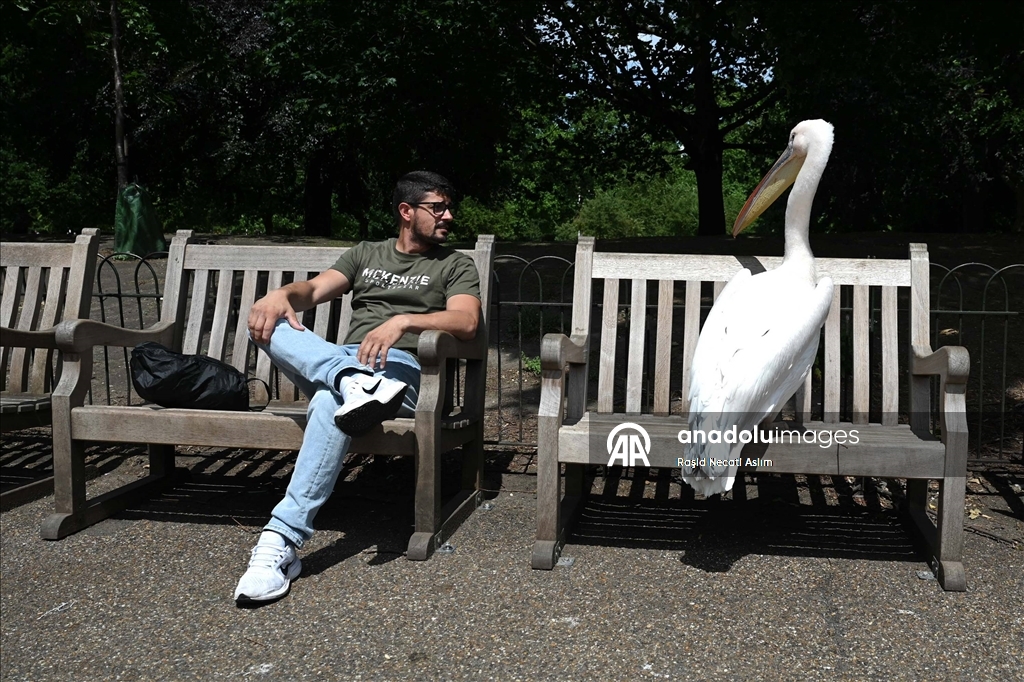 St James's Park'ın pelikanları ziyaretçilerin ilgisini çekiyor