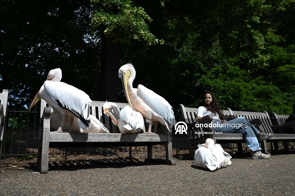St James's Park'ın pelikanları ziyaretçilerin ilgisini çekiyor