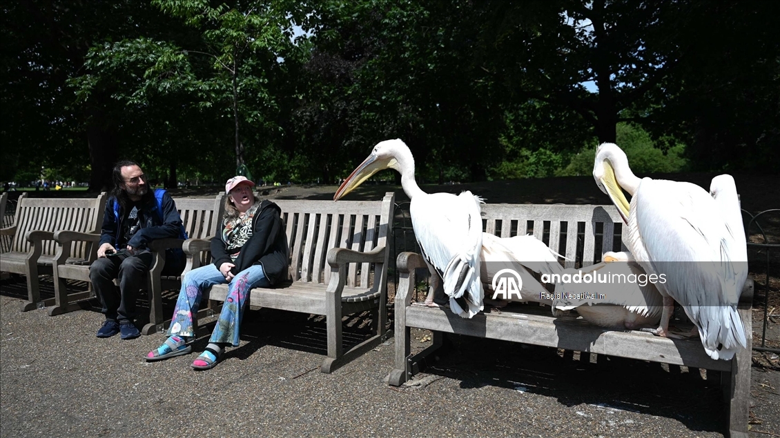 St James's Park'ın pelikanları ziyaretçilerin ilgisini çekiyor