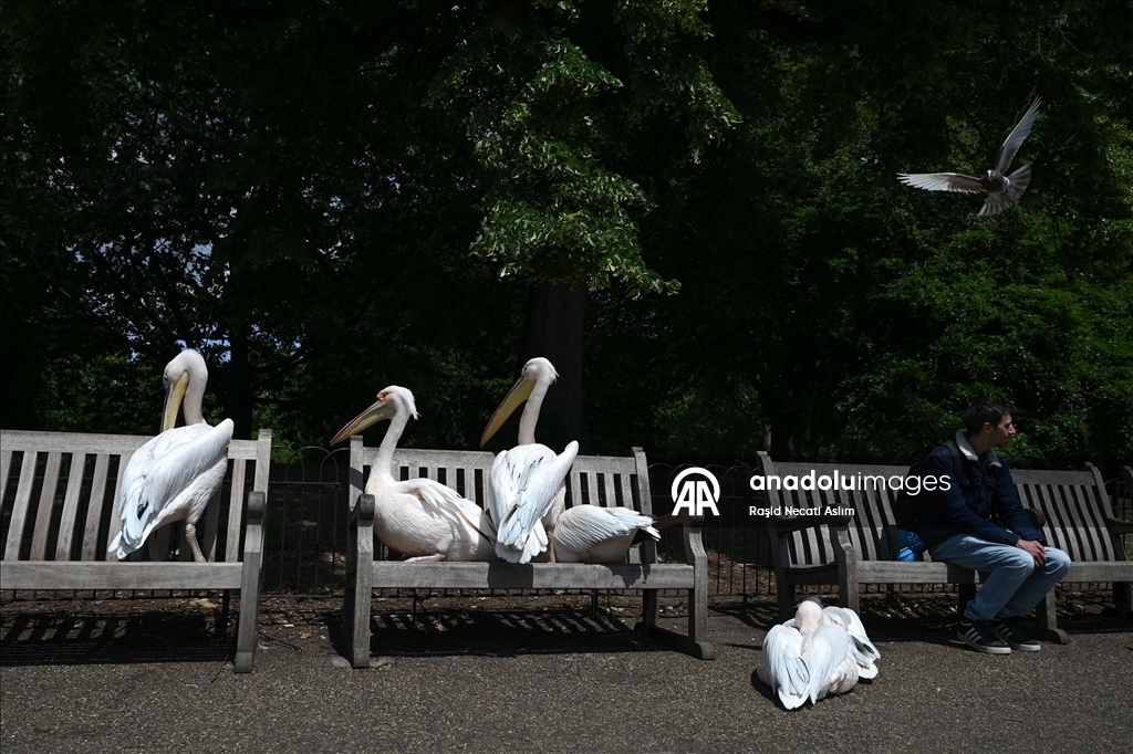 St James's Park'ın pelikanları ziyaretçilerin ilgisini çekiyor