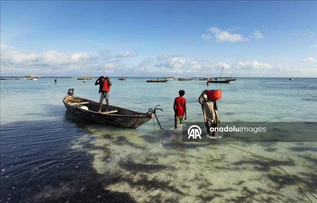 Zanzibar'da geçim kaynağı: Balıkçılık