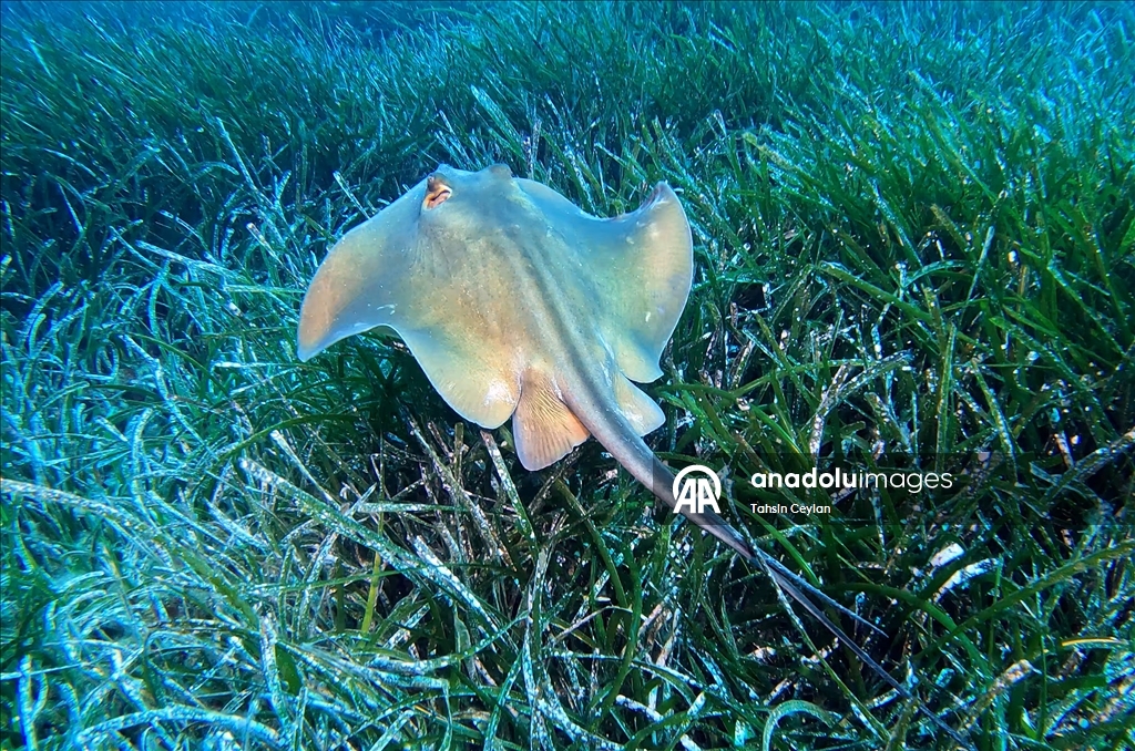 Seagrass meadows: The lungs of the Mediterranean Sea