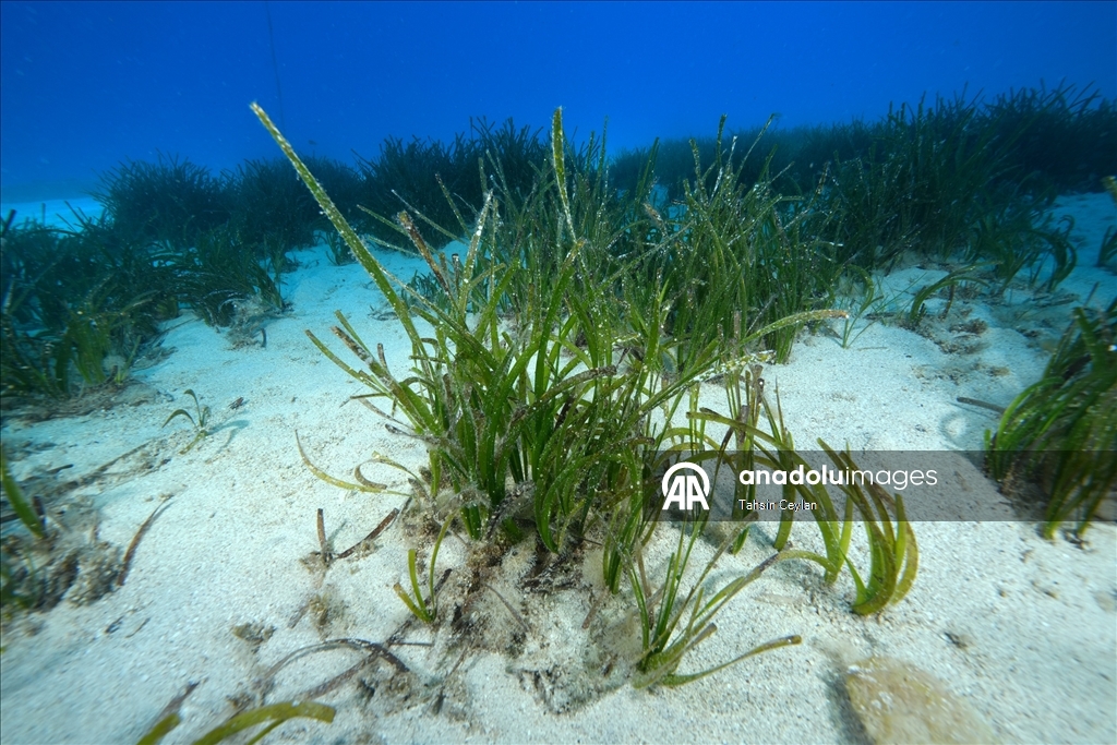 "Akdeniz'in akciğerleri" deniz çayırları görüntülendi