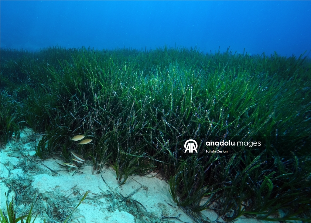 Seagrass meadows: The lungs of the Mediterranean Sea