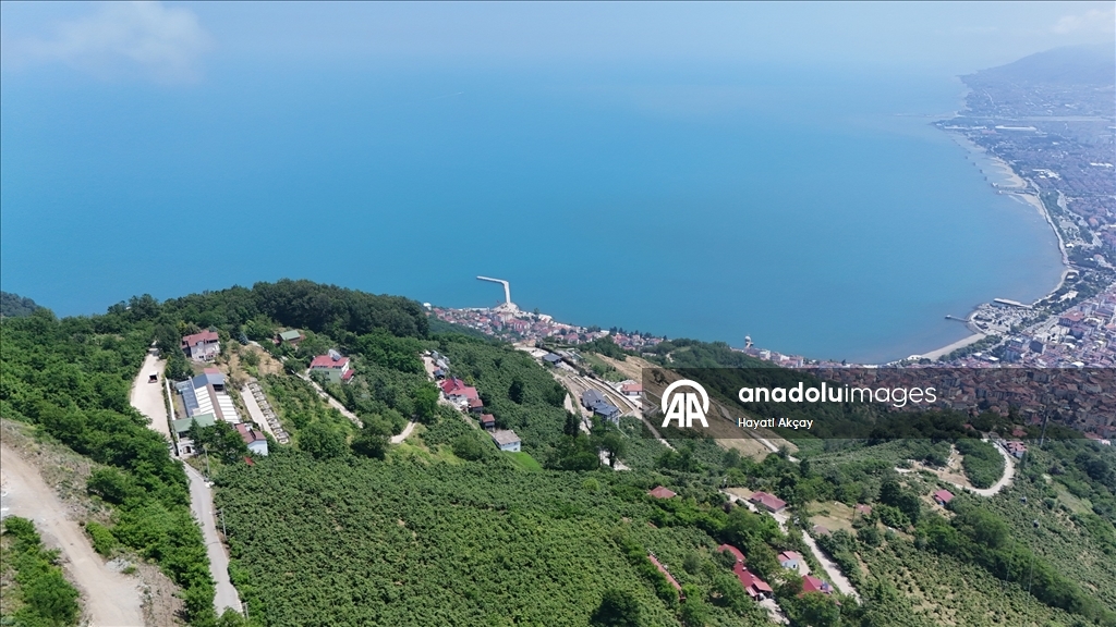 Mavi ve yeşilin buluştuğu Ordu, yamaç paraşütü tutkunlarını ağırlıyor