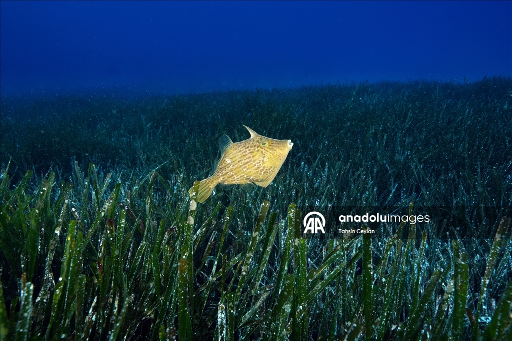 Seagrass meadows: The lungs of the Mediterranean Sea