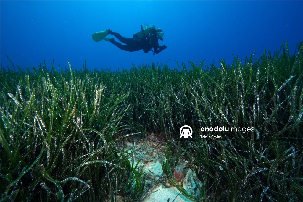 "Akdeniz'in akciğerleri" deniz çayırları görüntülendi