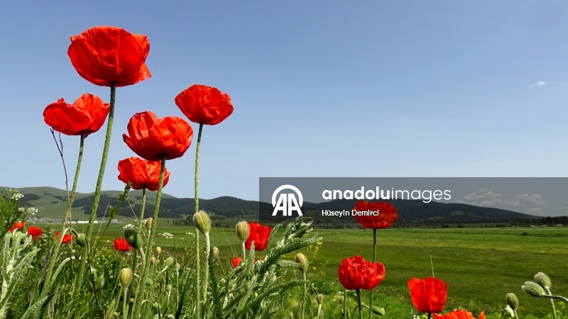 ناوچە بەرزەکانی پارێزگای قەرس بە گوڵی ڕەنگاوڕەنگ داپۆشراون