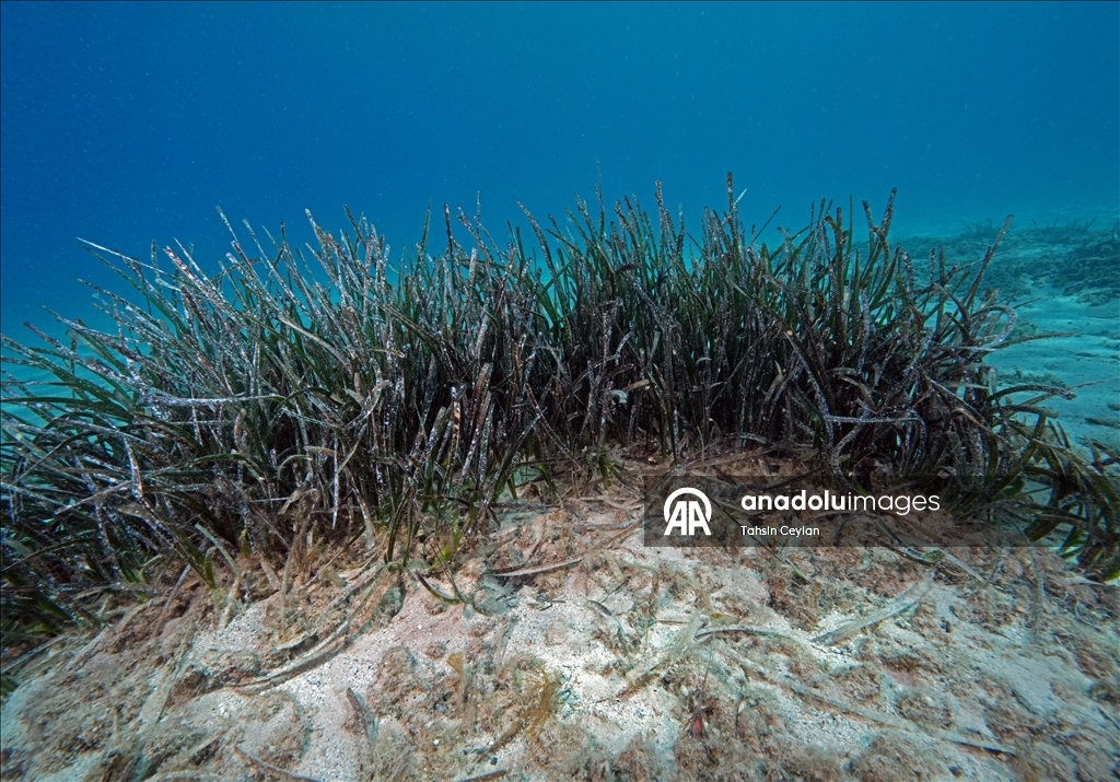 Seagrass meadows: The lungs of the Mediterranean Sea
