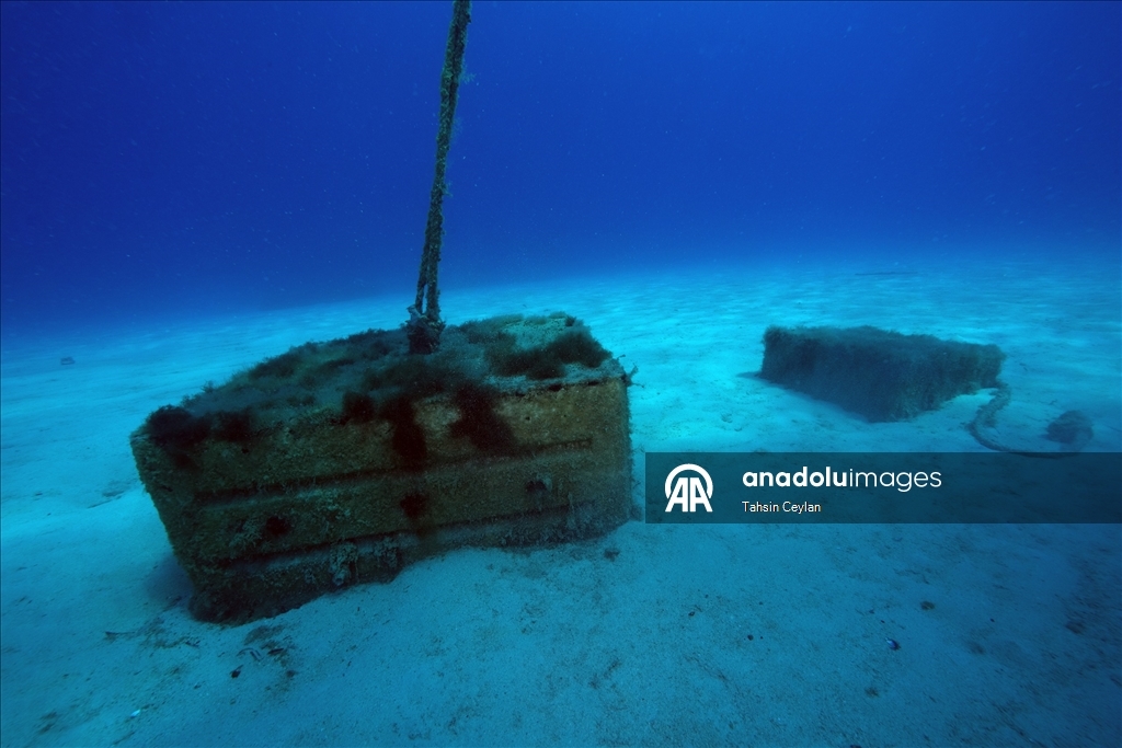 "Akdeniz'in akciğerleri" deniz çayırları görüntülendi