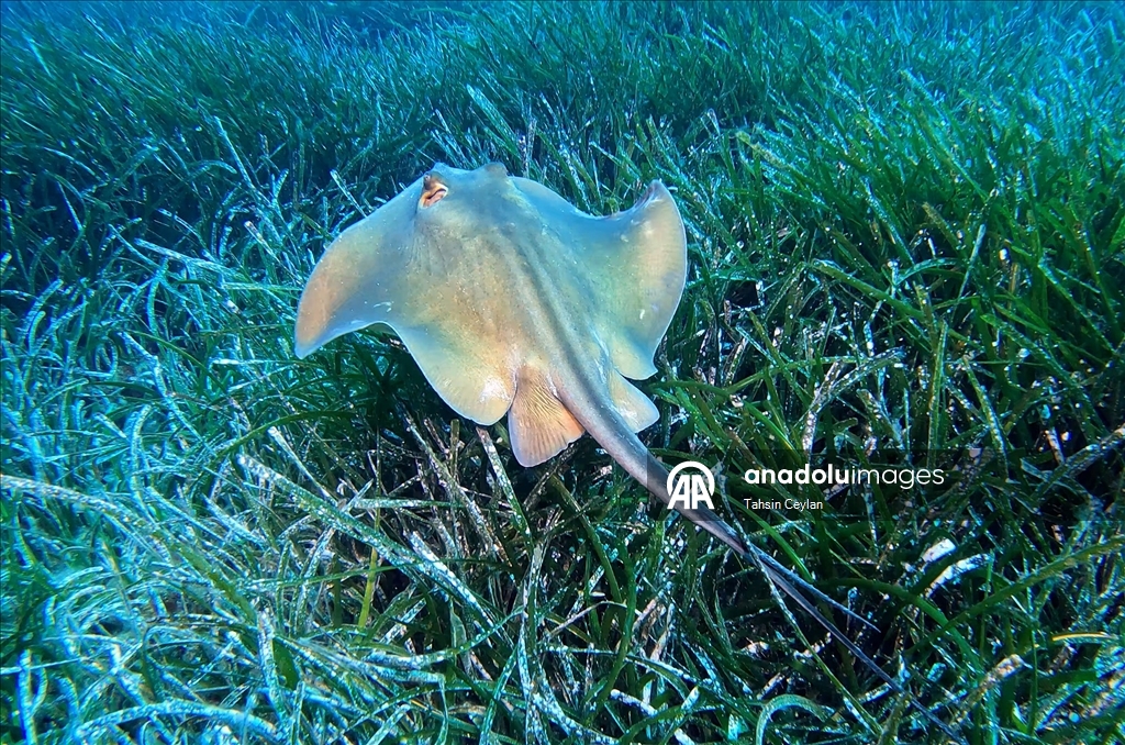 "Akdeniz'in akciğerleri" deniz çayırları görüntülendi