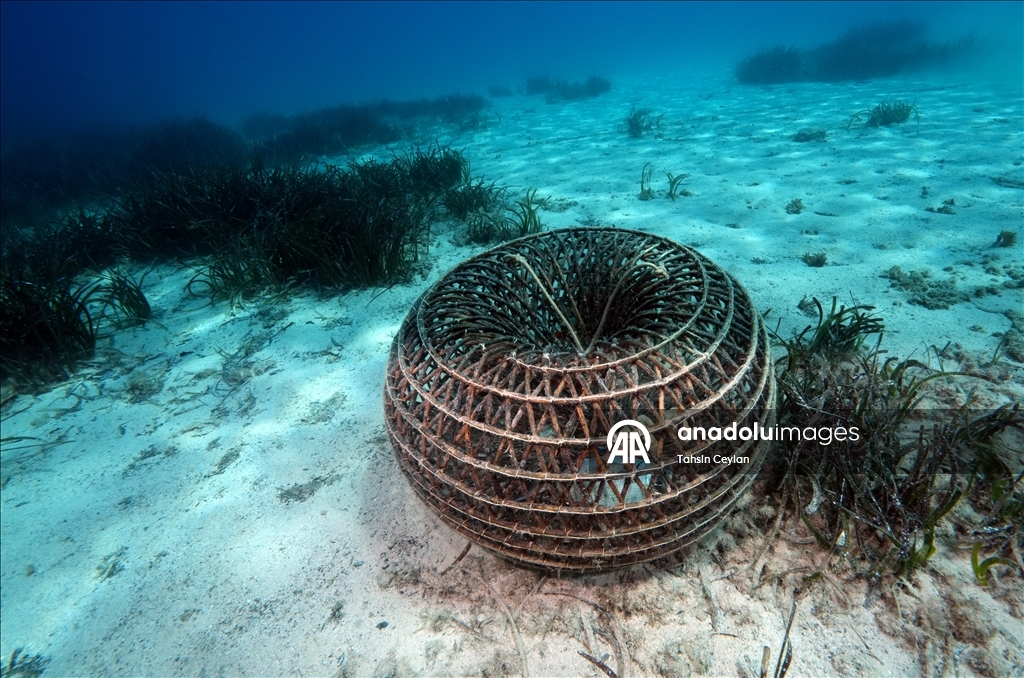 Seagrass meadows: The lungs of the Mediterranean Sea