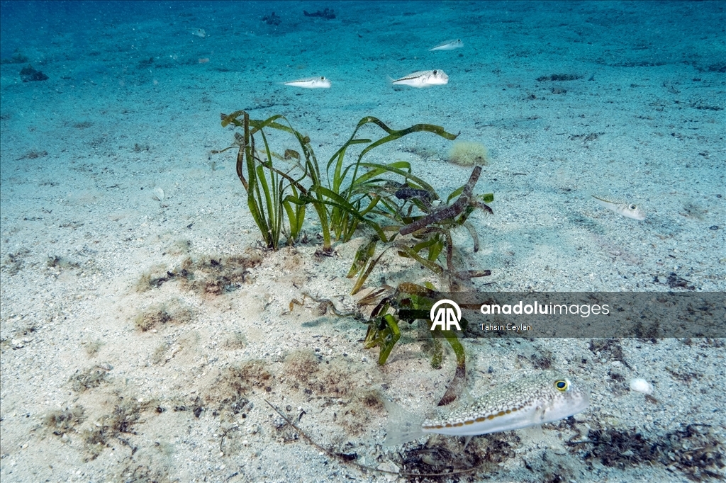 "Akdeniz'in akciğerleri" deniz çayırları görüntülendi