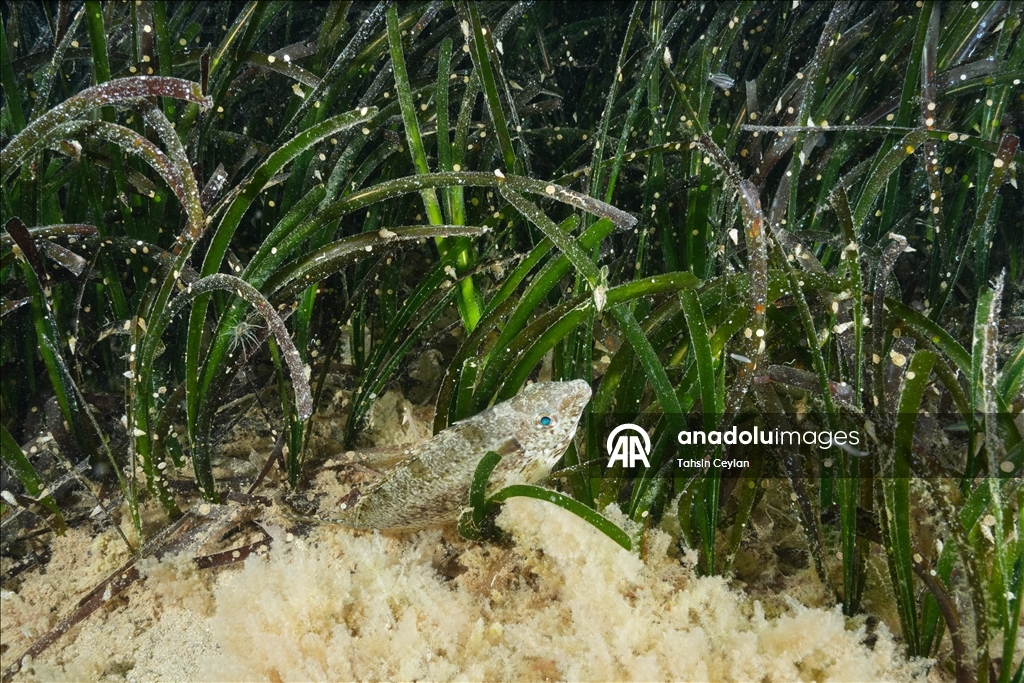 Seagrass meadows: The lungs of the Mediterranean Sea