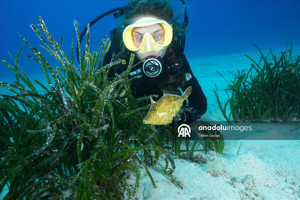 "Akdeniz'in akciğerleri" deniz çayırları görüntülendi