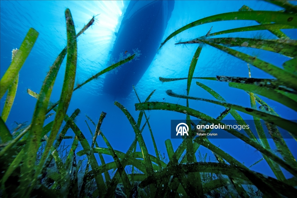 Seagrass meadows: The lungs of the Mediterranean Sea