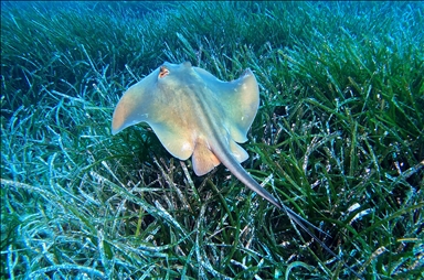 Seagrass meadows: The lungs of the Mediterranean Sea