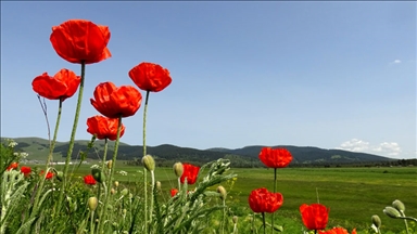 ناوچە بەرزەکانی پارێزگای قەرس بە گوڵی ڕەنگاوڕەنگ داپۆشراون