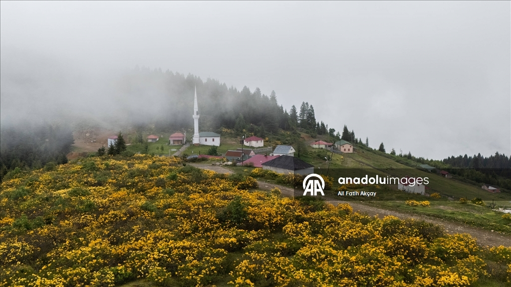 Zifin çiçekleri Trabzon'da yaylaları renklendirdi
