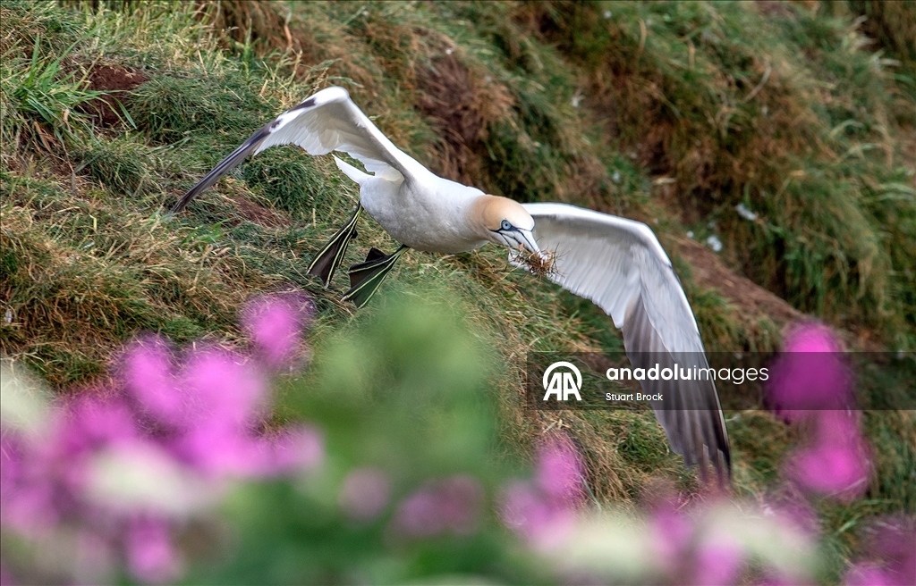 İngiltere'nin Yorkshire bölgesindeki Bempton Kayalıkları çok sayıda kuşu ağırlıyor