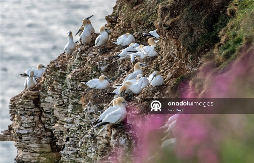 İngiltere'nin Yorkshire bölgesindeki Bempton Kayalıkları çok sayıda kuşu ağırlıyor
