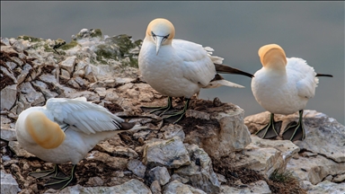 İngiltere'nin Yorkshire bölgesindeki Bempton Kayalıkları çok sayıda kuşu ağırlıyor