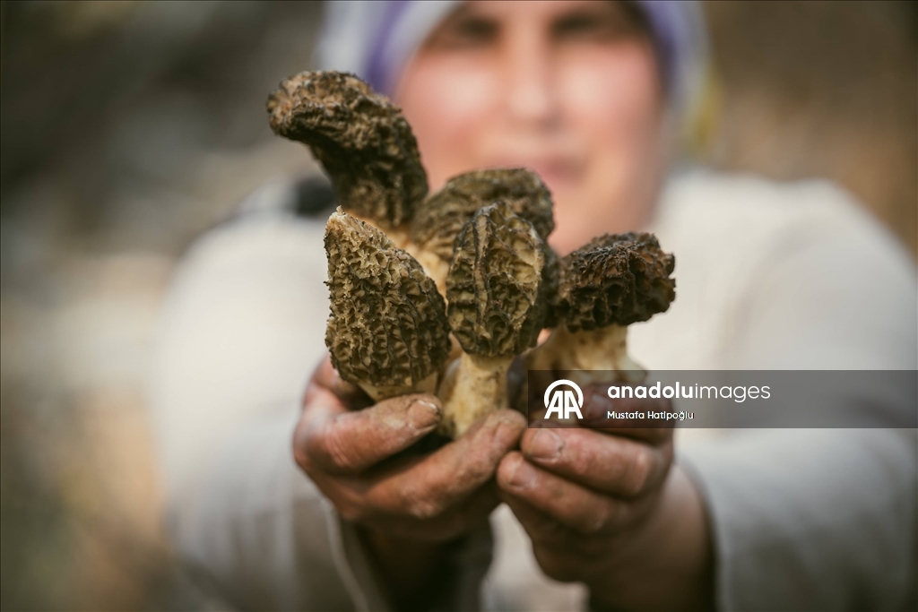 Antalya'da kuzugöbeği mantarı zamanı