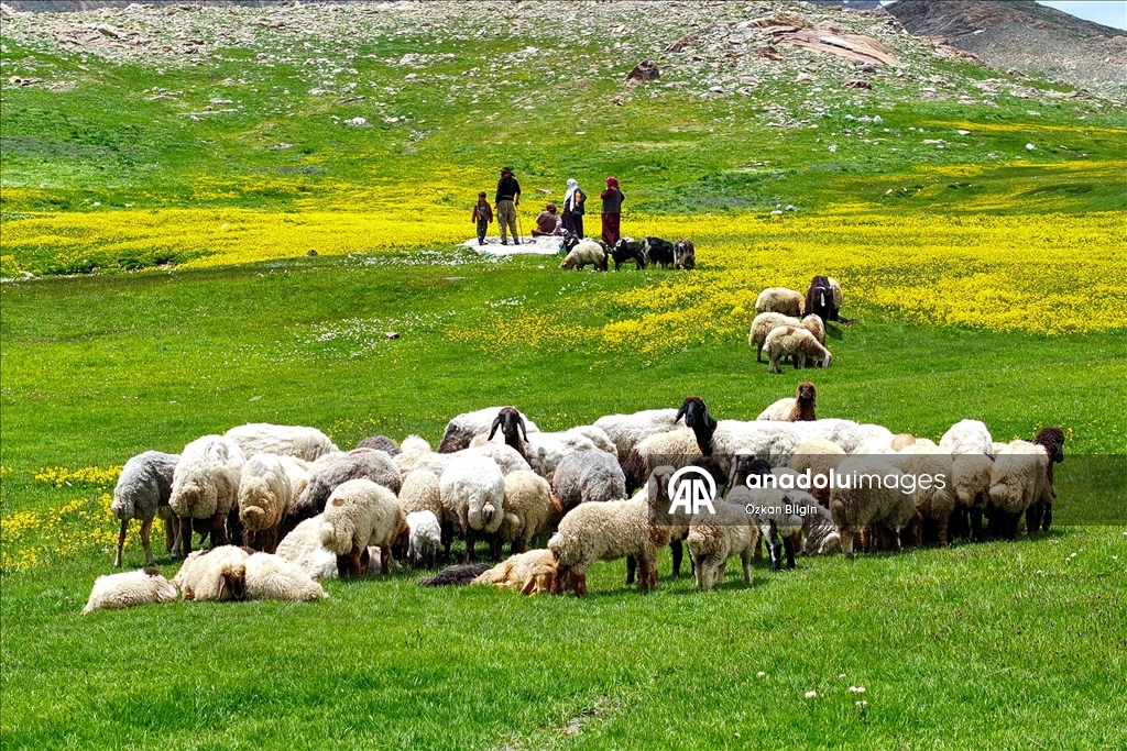 Havanın ısınmasıyla Van'ın yaylalarındaki hareketlilik arttı