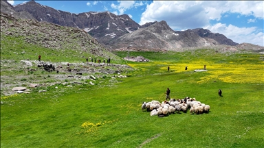 Havanın ısınmasıyla Van'ın yaylalarındaki hareketlilik arttı