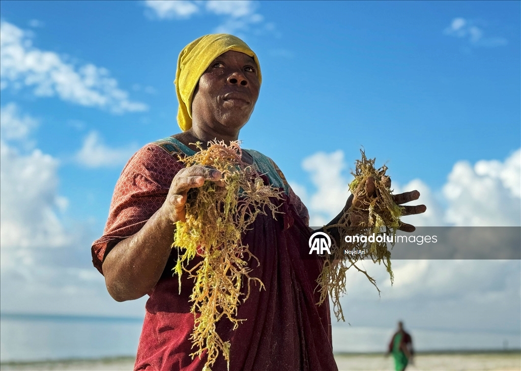 Zanzibarlı kadınlar gelgitin yardımıyla yosun hasat ediyor