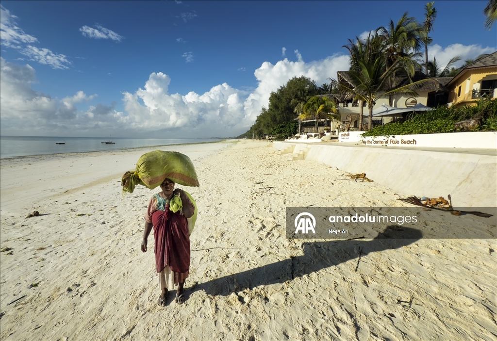 Zanzibari women harvest seaweed with the help of the tide