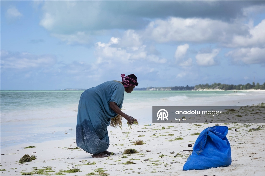 Zanzibarlı kadınlar gelgitin yardımıyla yosun hasat ediyor