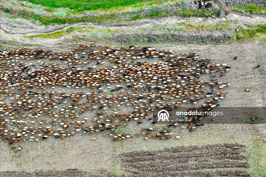 Kars'ta sürülerin yayla yolculuğu devam ediyor